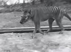 Image result for Tasmanian Tiger Found Alive