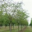 Image result for Prunus Baum