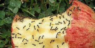 Image result for Ants Eating Food