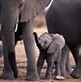 Image result for Baby Elephant Desktop