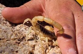 Image result for Scorpion Stinging