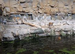 Image result for Tiger Enclosure