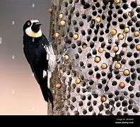 Image result for Woodpecker Acorn Storage