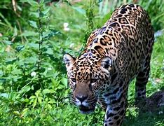 Image result for Myanmar Animals