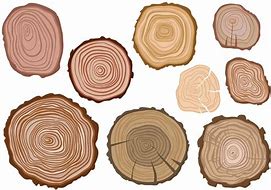 Image result for Tree Ring Clip Art