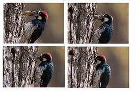 Image result for Woodpecker Storing Acorns in Tree