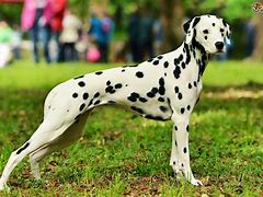 Image result for Dalmatian Dog