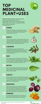 Image result for Herbs Plants Medicinal Uses Chart