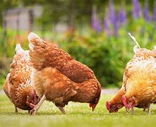 Image result for chickens killed because of bird flu
