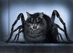 Image result for Scary Cat Face
