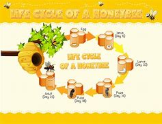 Image result for Honey Bee Science