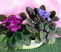 Image result for Violet Planters
