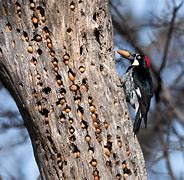 Image result for Northern California Woodpecker Acorn