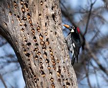 Image result for Acorn Woodpecker Chaparral