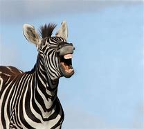 Image result for Smiling Animals