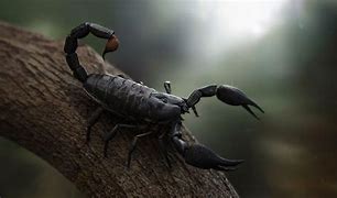 Image result for Beautiful Black Scorpion