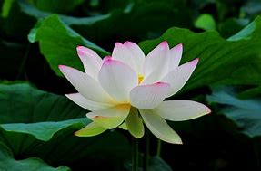 Image result for Lotus Flower Desktop