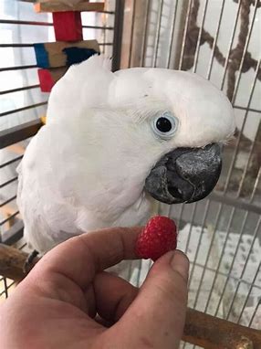 Image result for  cockatoo