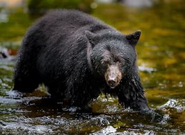 Image result for Bear Rain Forest
