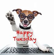 Image result for Cute Funny Happy Tuesday