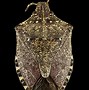 Image result for Common House Stink Bugs