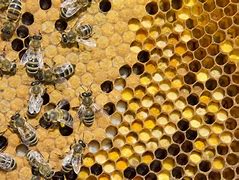 Image result for Bee Nest