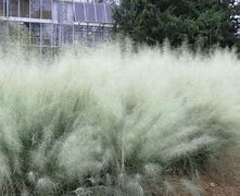 Image result for 1 Gallon - White Cloud Muhly Grass - Add An Ethereal Grass To Your Landscape