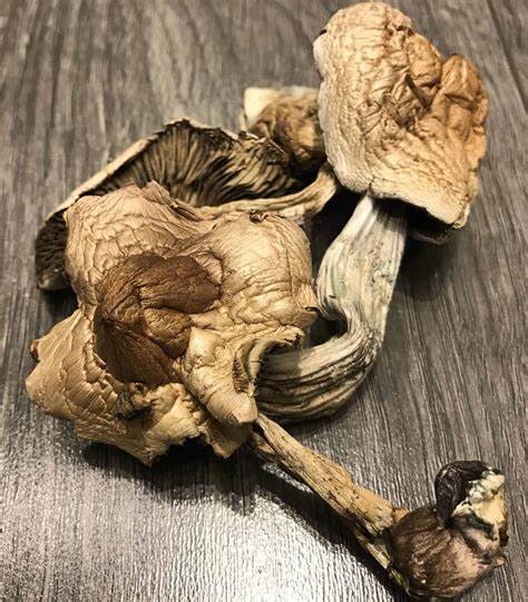 https://mushroomtrippyland.com/product/buy-mexicana-mushroom-online/