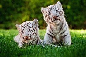 Image result for Cute White Tiger Backgrounds