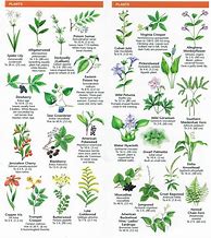 Image result for Herb Plant Identification