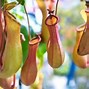 Image result for Weird Plants for Your Garden