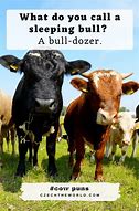 Image result for Cattle Puns