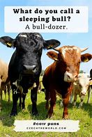 Image result for Cow Jokes Puns