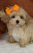 Image result for Maltipoo Pups
