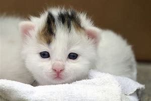Image result for Adorable Pets
