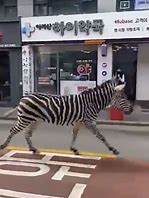 Image result for Zebra escapes Seoul zoo