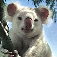 Image result for Albino Koala