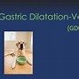 Image result for Gastric Dilatation Volvulus