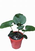 Image result for Easy Care Houseplants