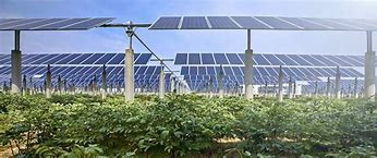 Image result for solar panels and agriculture