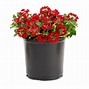 Image result for Lowes Potted Plants