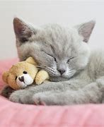 Image result for Baby Cats