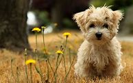 Image result for Cute Wallpapers Kindle Fire