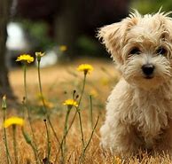 Image result for Dog Wallpaper for Kindle Fire HD 8