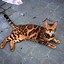 Image result for Striped Bengal Cat