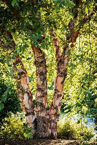 Image result for Clump River Birch Shrub