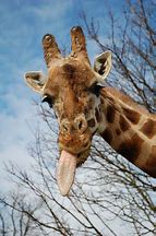 Image result for Giraffe Tongue Out