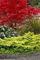 Image result for Gold Lace Juniper - 2 Container