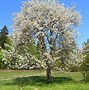 Image result for Wild Cherry Trees Plant