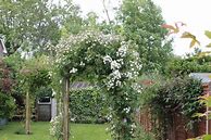 Image result for Rose Bush Arches